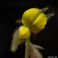 Crotalaria lejoloba Bartl.